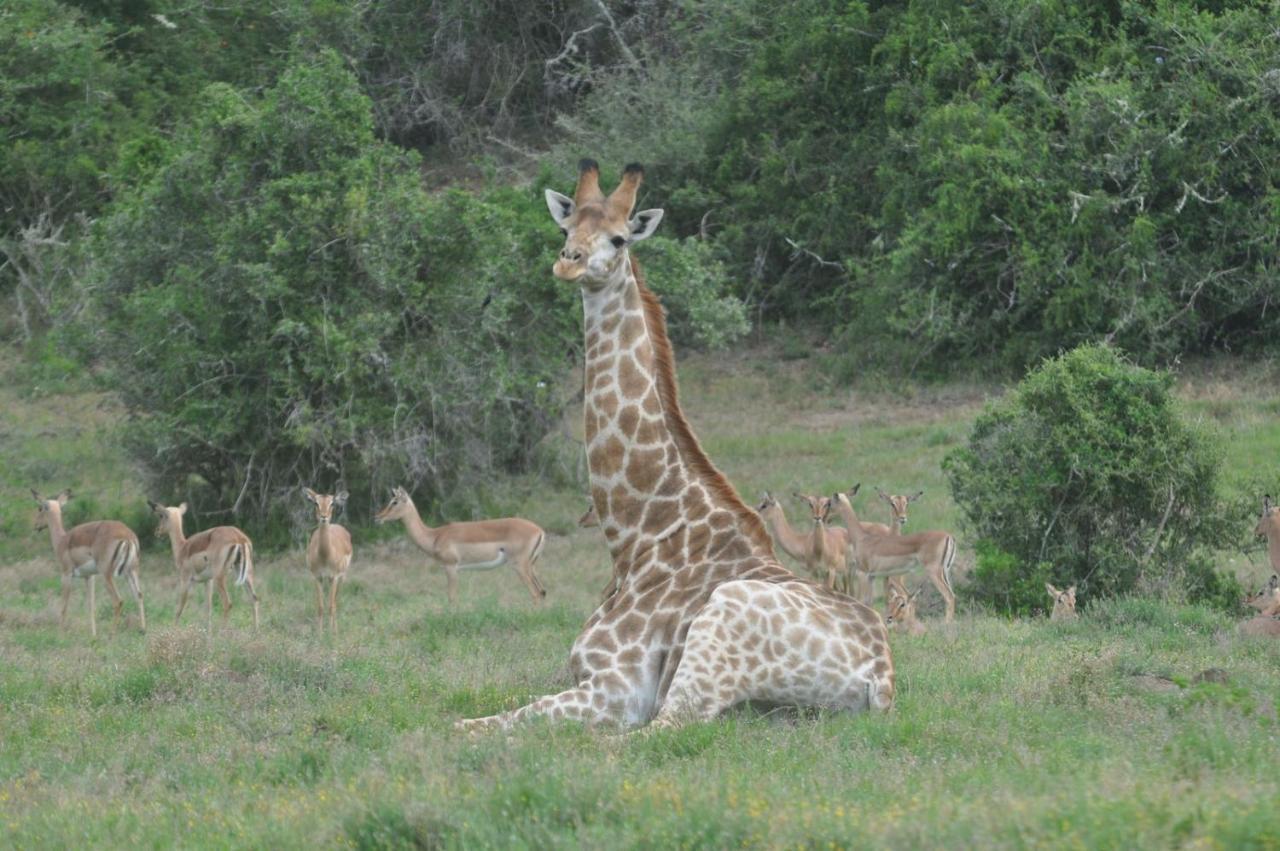 Hopewell Private Game Reserve Buyskloof Exterior photo